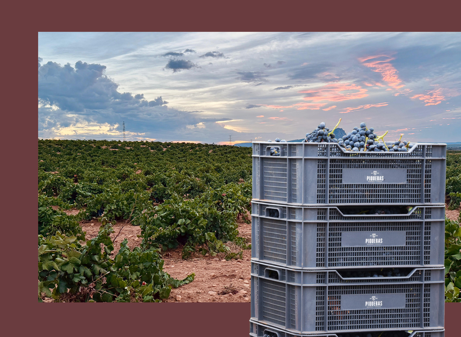 vendimia 2025 almansa